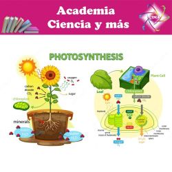 fotosintesis fotosintesis